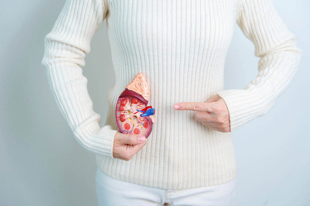 Woman holding anatomical human kidney adrenal gland model