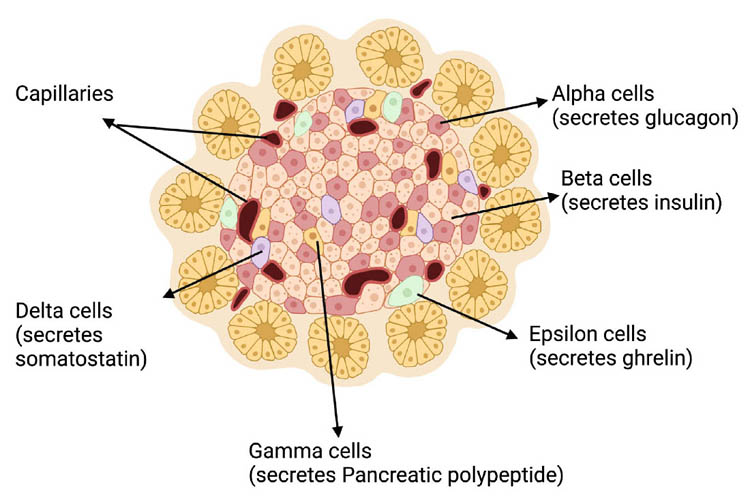 An islet cell with arrows pointing to alpha cells, beta cells, gamma cells, and capillaries